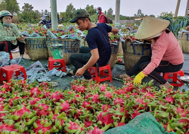 Trung Quốc tạm ngưng nhập khẩu, thanh long quay đầu rớt giá mạnh - Ảnh 1.