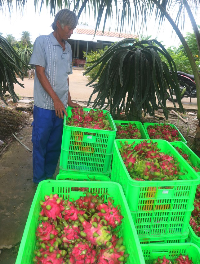 Trung Quốc tạm ngưng nhập khẩu, thanh long quay đầu rớt giá mạnh - Ảnh 5.