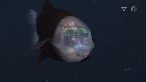 10 sinh vật kỳ lạ được tìm thấy dưới đáy biển sâu trong năm 2021 - Ảnh 10.