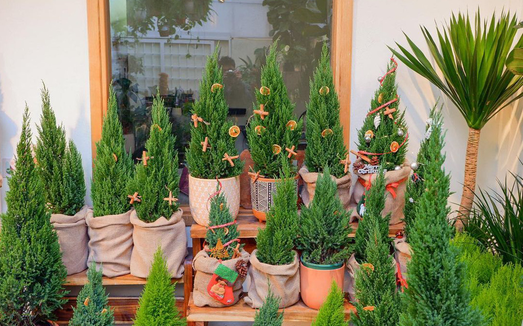 Hot trend chơi Noel là phải sắm mấy em thông nhỏ xinh này nè, chưa biết chỗ mua thì "bơi" hết vào đây