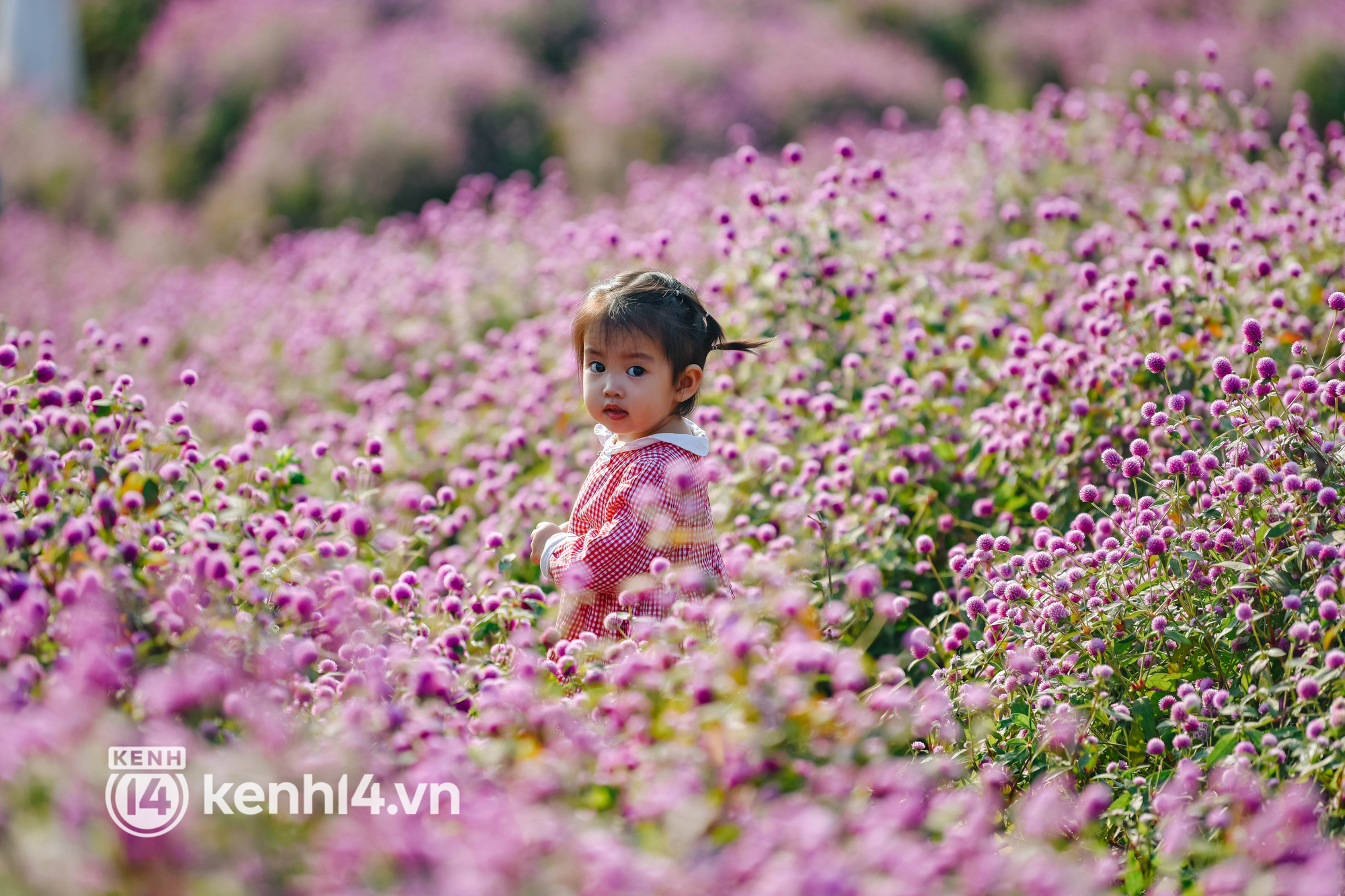 Ảnh: Điểm danh những vườn hoa hot nhất Hà Nội đang được giới trẻ rần rần kéo đến check in - Ảnh 15.