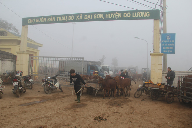 Năm Sửu gh&eacute; chợ tr&acirc;u, b&ograve; lớn nhất v&ugrave;ng Bắc Trung Bộ, mỗi phi&ecirc;n giao dịch cả ngh&igrave;n con - Ảnh 2.