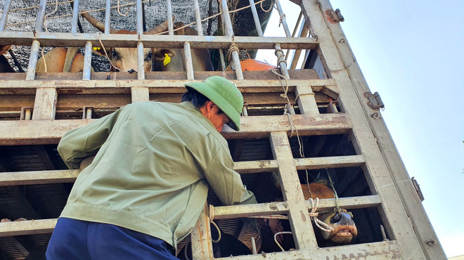 Năm Sửu gh&eacute; chợ tr&acirc;u, b&ograve; lớn nhất v&ugrave;ng Bắc Trung Bộ, mỗi phi&ecirc;n giao dịch cả ngh&igrave;n con - Ảnh 13.