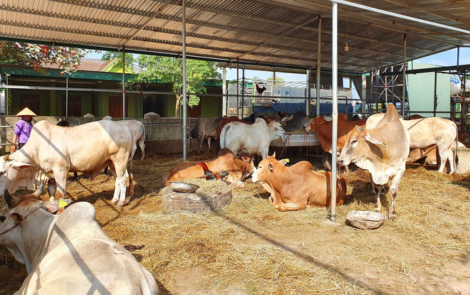Năm Sửu gh&eacute; chợ tr&acirc;u, b&ograve; lớn nhất v&ugrave;ng Bắc Trung Bộ, mỗi phi&ecirc;n giao dịch cả ngh&igrave;n con - Ảnh 14.