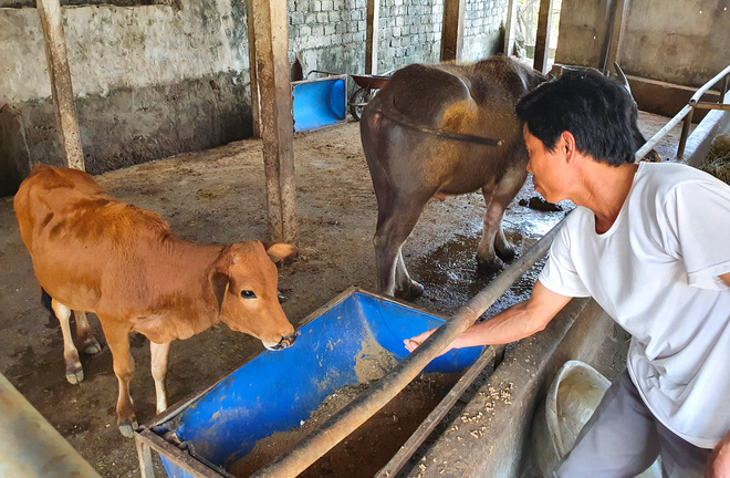 Năm Sửu gh&eacute; chợ tr&acirc;u, b&ograve; lớn nhất v&ugrave;ng Bắc Trung Bộ, mỗi phi&ecirc;n giao dịch cả ngh&igrave;n con - Ảnh 16.