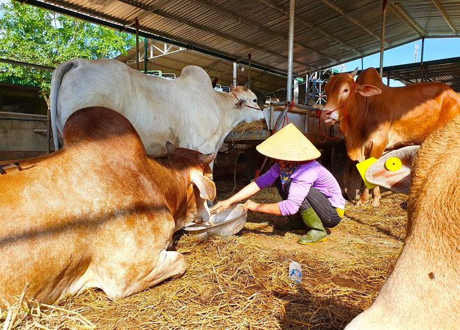 Năm Sửu gh&eacute; chợ tr&acirc;u, b&ograve; lớn nhất v&ugrave;ng Bắc Trung Bộ, mỗi phi&ecirc;n giao dịch cả ngh&igrave;n con - Ảnh 19.