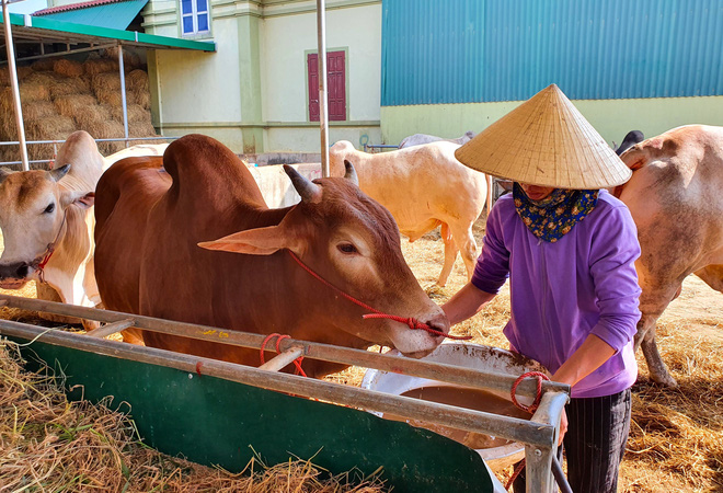 Năm Sửu gh&eacute; chợ tr&acirc;u, b&ograve; lớn nhất v&ugrave;ng Bắc Trung Bộ, mỗi phi&ecirc;n giao dịch cả ngh&igrave;n con - Ảnh 20.