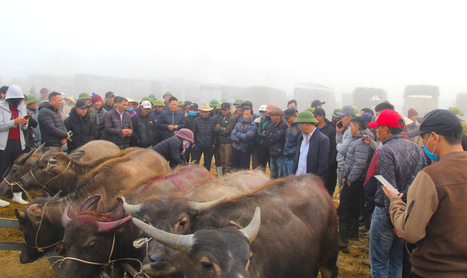 Năm Sửu gh&eacute; chợ tr&acirc;u, b&ograve; lớn nhất v&ugrave;ng Bắc Trung Bộ, mỗi phi&ecirc;n giao dịch cả ngh&igrave;n con - Ảnh 7.