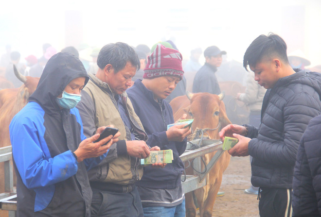 Năm Sửu gh&eacute; chợ tr&acirc;u, b&ograve; lớn nhất v&ugrave;ng Bắc Trung Bộ, mỗi phi&ecirc;n giao dịch cả ngh&igrave;n con - Ảnh 10.