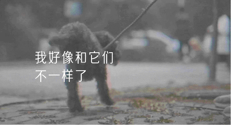 Số phận bấp b&ecirc;nh của những b&eacute; th&uacute; cưng giữa đại dịch Covid-19: Ngơ ng&aacute;c kh&ocirc;ng biết bị bỏ rơi, m&ograve;n mỏi ng&oacute;ng tr&ocirc;ng chủ nh&acirc;n quay trở về - Ảnh 3.