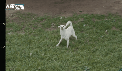 Số phận bấp b&ecirc;nh của những b&eacute; th&uacute; cưng giữa đại dịch Covid-19: Ngơ ng&aacute;c kh&ocirc;ng biết bị bỏ rơi, m&ograve;n mỏi ng&oacute;ng tr&ocirc;ng chủ nh&acirc;n quay trở về - Ảnh 6.