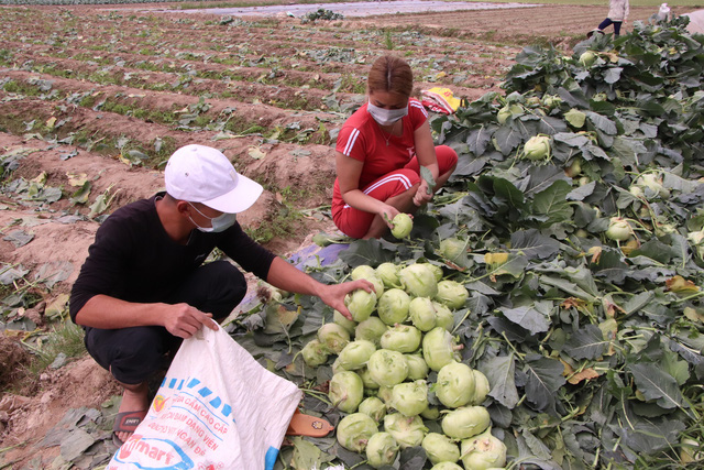 Nông dân Hải Dương gánh nỗi lo trên những thửa ruộng buồn - Ảnh 3.