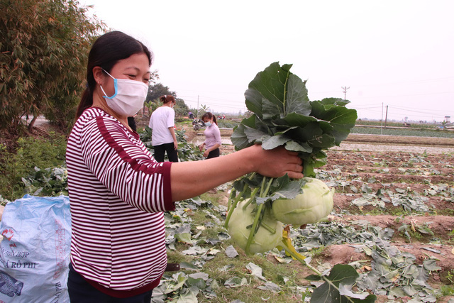 Nông dân Hải Dương gánh nỗi lo trên những thửa ruộng buồn - Ảnh 6.