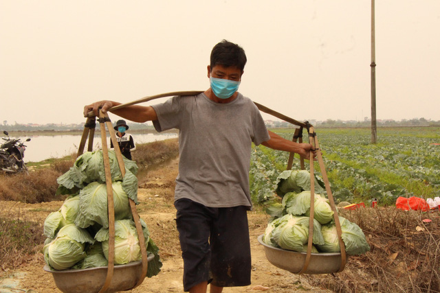 Nông dân Hải Dương gánh nỗi lo trên những thửa ruộng buồn - Ảnh 9.