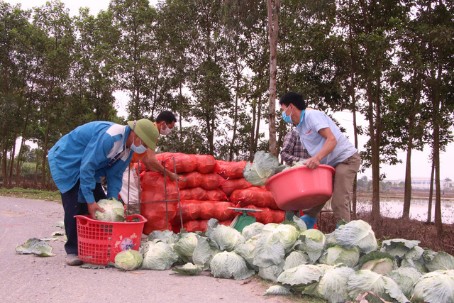 Nông dân Hải Dương gánh nỗi lo trên những thửa ruộng buồn - Ảnh 10.