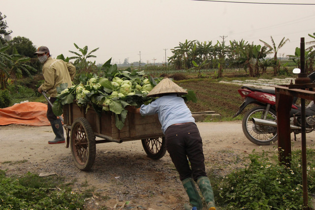 Nông dân Hải Dương gánh nỗi lo trên những thửa ruộng buồn - Ảnh 11.