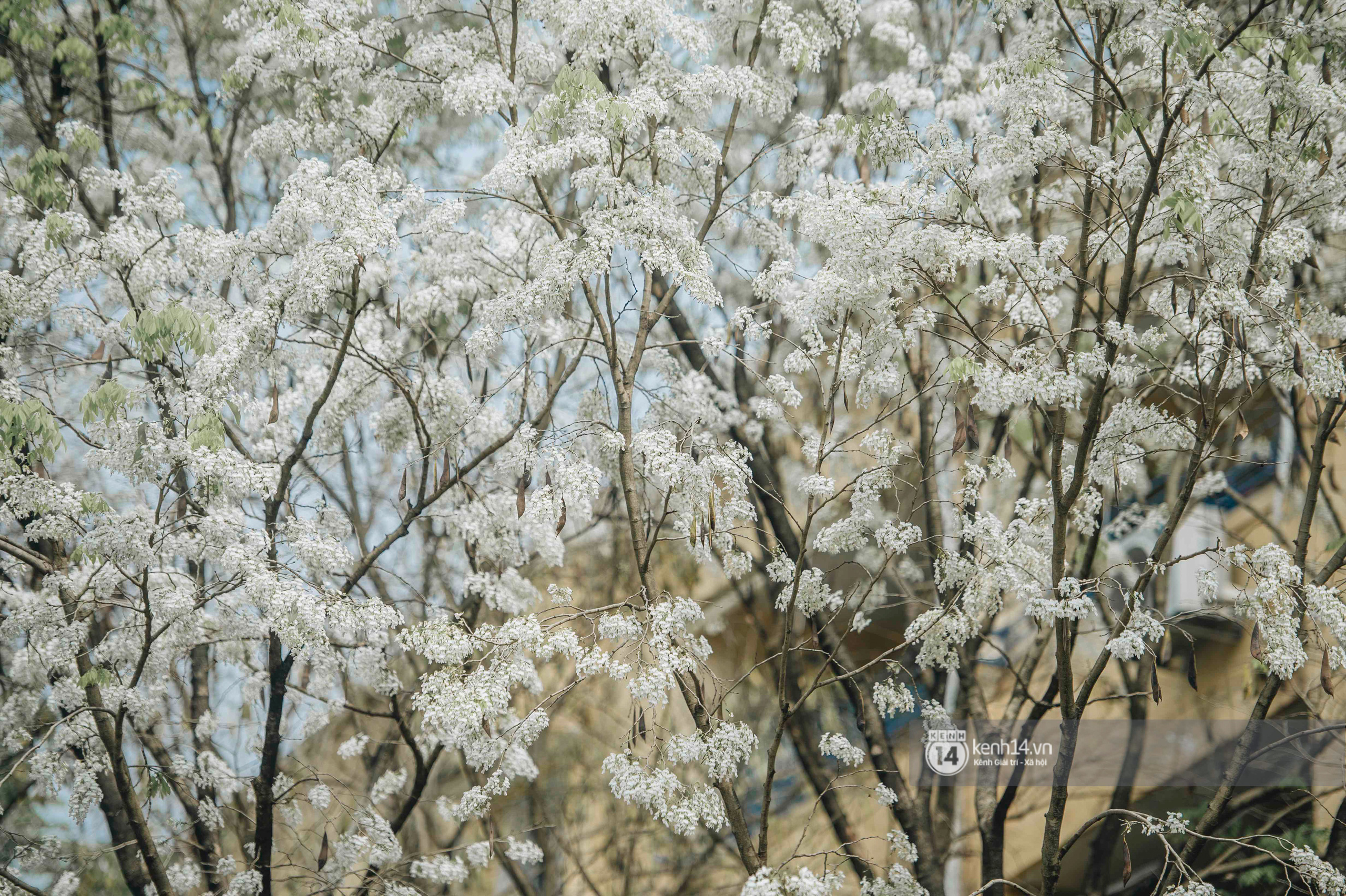 Có một mùa hoa độc quyền Hà Nội, những ngày này phủ trắng khắp nơi như tuyết nhiệt đới - Ảnh 6.