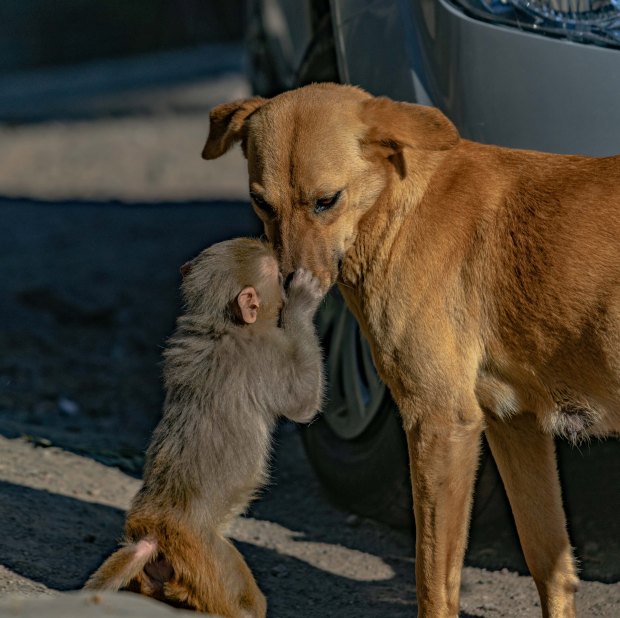 Đang đi đường tình cờ bắt gặp bộ đôi khỉ và chó quấn quýt, nhiếp ảnh gia tìm hiểu càng ngỡ ngàng hơn với mối quan hệ mẹ con lạ đời của chúng - Ảnh 2.