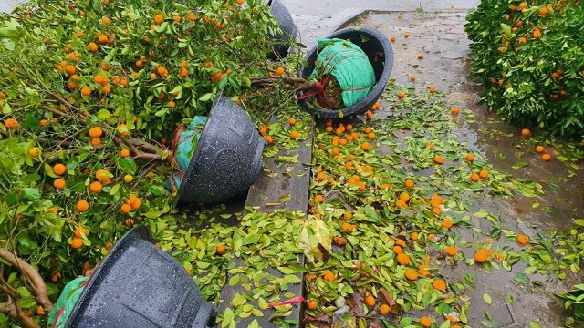 Mưa lớn 28 Tết, quất đ&agrave;o ng&atilde; đổ, tiểu thương H&agrave; Tĩnh kh&oacute;c r&ograve;ng - Ảnh 6.