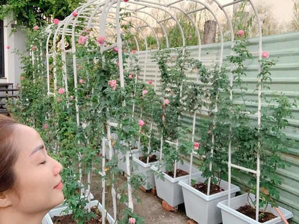 Loài hoa mà sao Việt nào cũng trồng trong vườn - Ảnh 2.