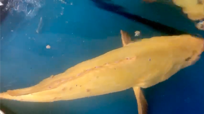 Cá mú biển vàng óng dài 60cm được trả giá hơn 200 triệu đồng, chủ gara ô tô vẫn không bán - Ảnh 3.