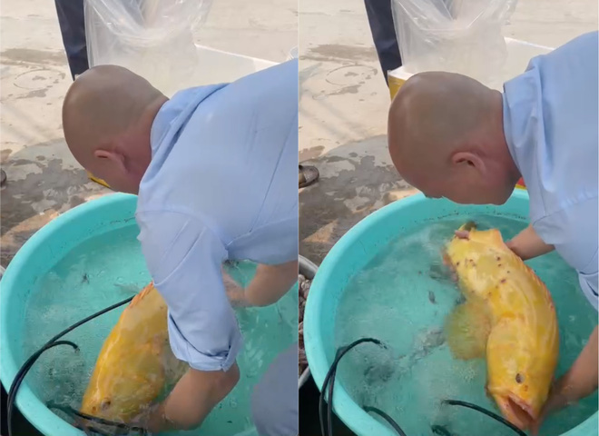 Cá mú biển vàng óng dài 60cm được trả giá hơn 200 triệu đồng, chủ gara ô tô vẫn không bán - Ảnh 4.