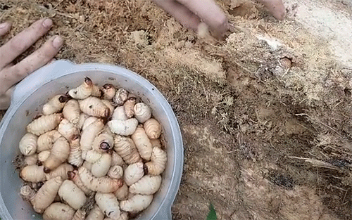 Cảnh bắt s&acirc;u trong th&acirc;n c&acirc;y khiến người xem r&ugrave;ng m&igrave;nh nhưng d&acirc;n s&agrave;nh ăn th&igrave; m&ecirc; mẩn - Ảnh 1.