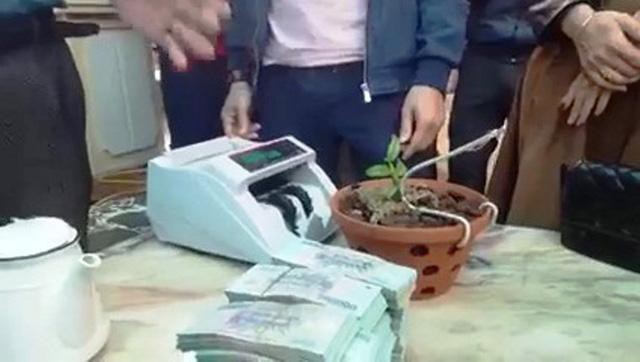 Xôn xao lan Hồng Bồng Lai được bán với giá hơn 1,6 tỷ đồng - Ảnh 1.