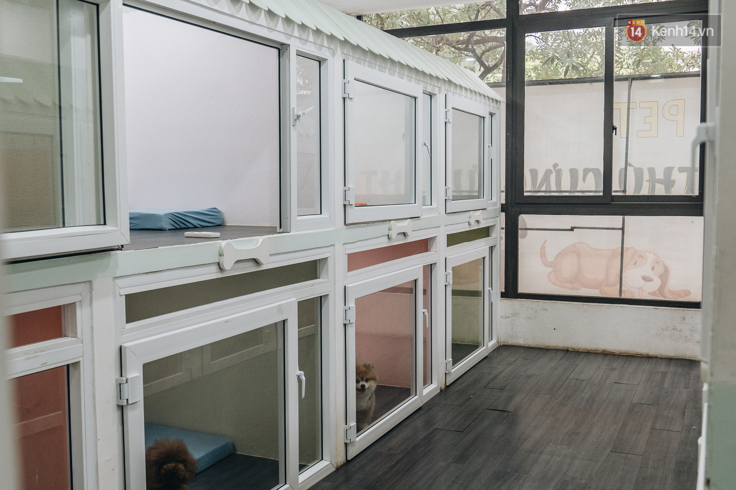 Loạt dịch vụ sướng như tiên của chó mèo bây giờ: Làm đẹp có spa, vi vu có khách sạn, mất sẽ được mai táng chỉn chu - Ảnh 3.