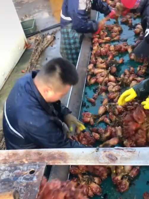 Việc nhẹ lương cao ở Hàn Quốc: Đứng tuốt loại sinh vật kỳ lạ ngay trên biển, nhận 50 triệu/tháng!? - Ảnh 3.