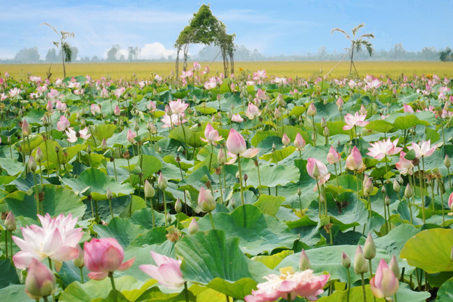 Cánh đồng sen ở Đồng Tháp đang vào mùa nở rộ mà còn miễn phí vé vào, thực đơn toàn món đặc sản giá chỉ từ 8k - Ảnh 3.