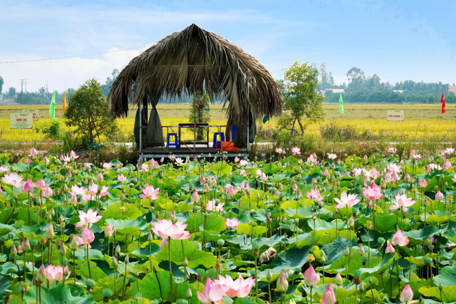 Cánh đồng sen ở Đồng Tháp đang vào mùa nở rộ mà còn miễn phí vé vào, thực đơn toàn món đặc sản giá chỉ từ 8k - Ảnh 4.