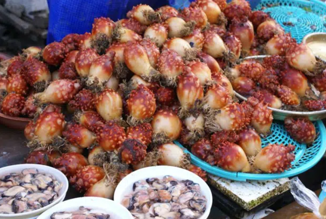 Việc nhẹ lương cao ở Hàn Quốc: Đứng tuốt loại sinh vật kỳ lạ ngay trên biển, nhận 50 triệu/tháng!? - Ảnh 5.