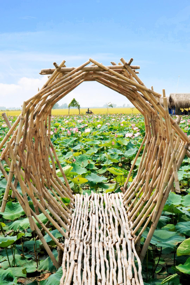 Cánh đồng sen ở Đồng Tháp đang vào mùa nở rộ mà còn miễn phí vé vào, thực đơn toàn món đặc sản giá chỉ từ 8k - Ảnh 5.