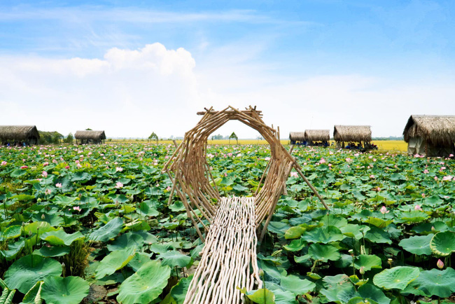 Cánh đồng sen ở Đồng Tháp đang vào mùa nở rộ mà còn miễn phí vé vào, thực đơn toàn món đặc sản giá chỉ từ 8k - Ảnh 6.