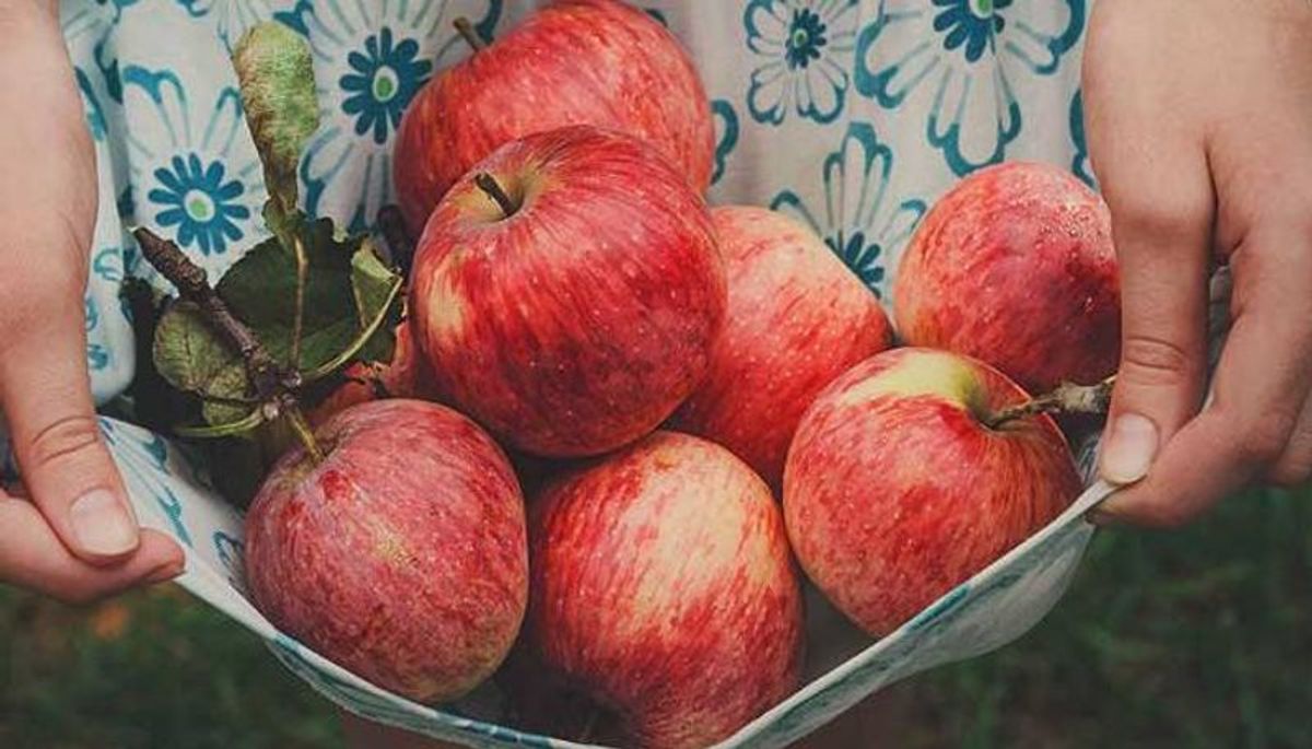 3 thời điểm ăn táo trong ngày có thể tăng hiệu quả giảm cân vượt trội mà không cần nhịn ăn - Ảnh 3.