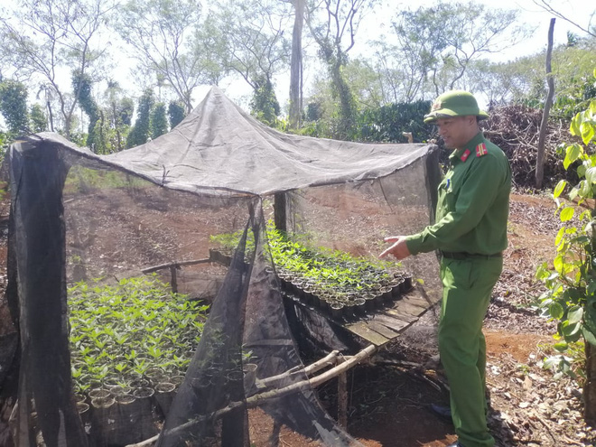 Hai anh em trồng hơn 1.500 cây cần sa ở Tây Nguyên - Ảnh 2.