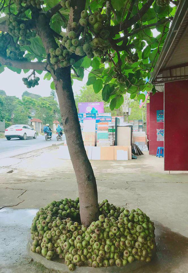 Những bé cây ra hoa kết trái vượt khỏi quy luật tự nhiên: Hướng dương cao không tới 1 gang tay, hoa chuối chia năm xẻ bảy và hơn thế nữa! - Ảnh 5.