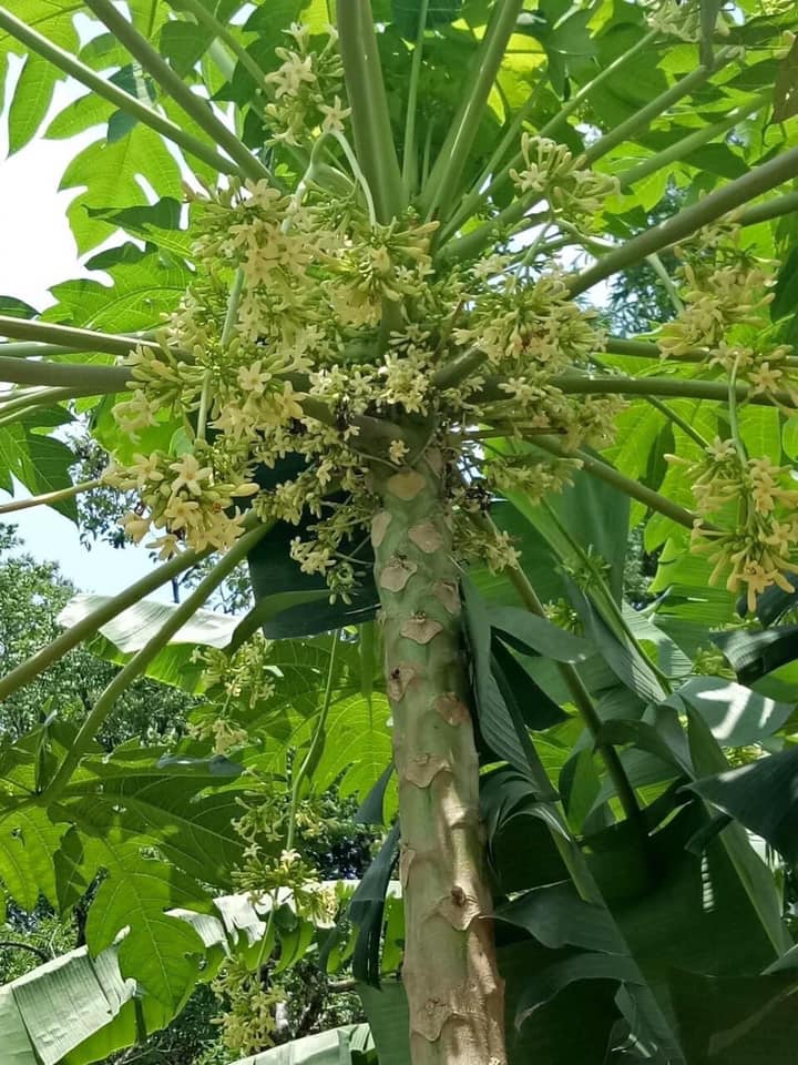 C&acirc;y đu đủ đực ra quả như con đ&agrave;n ch&aacute;u đống khiến d&acirc;n mạng v&ocirc; c&ugrave;ng sửng sốt, xem ảnh xong ai cũng comment hỏi 1 c&acirc;u - Ảnh 3.