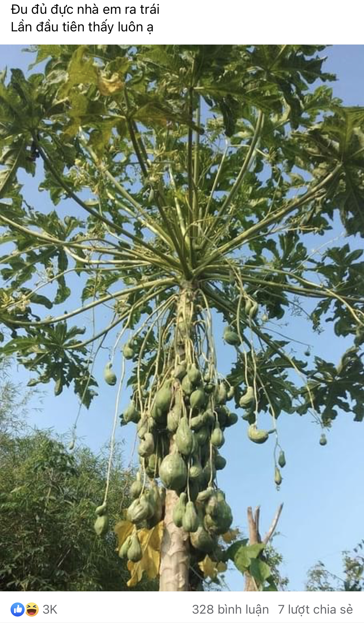 C&acirc;y đu đủ đực ra quả như con đ&agrave;n ch&aacute;u đống khiến d&acirc;n mạng v&ocirc; c&ugrave;ng sửng sốt, xem ảnh xong ai cũng comment hỏi 1 c&acirc;u - Ảnh 1.