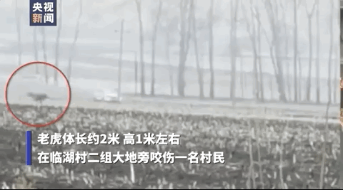 Hổ Siberia xuất hiện giữa thôn làng tấn công người nông dân gây trọng thương, lời kể của nhân chứng vẫn còn run rẩy chưa hoàn hồn - Ảnh 3.