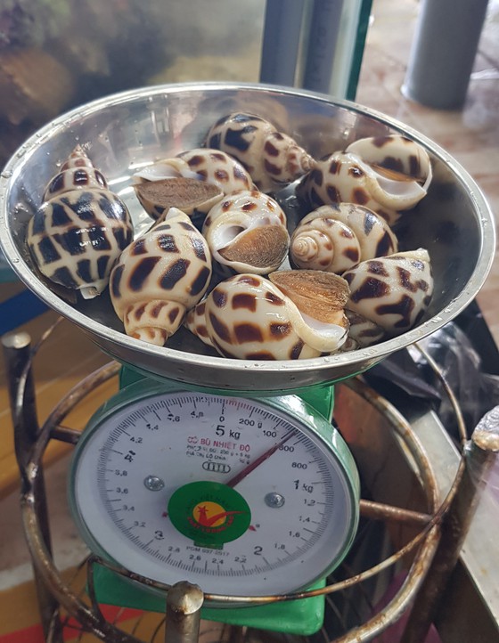 Nhà hàng bị tố tính giá ốc hương 1,8 triệu đồng/kg: Nha Trang không nhà hàng nào có ốc hương lớn như chúng tôi! - Ảnh 2.