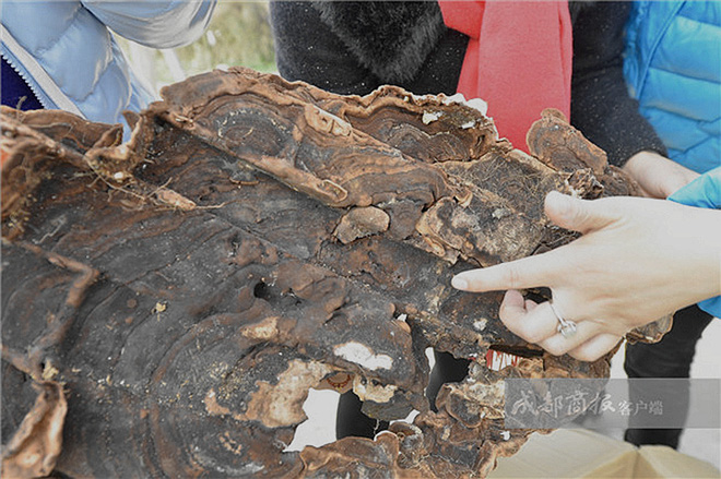 Gia đình may mắn tìm thấy 3kg nấm linh chi trong ngôi mộ tổ tiên: Sợ hãi vứt bỏ ngay khi nghe kết luận của chuyên gia! - Ảnh 3.