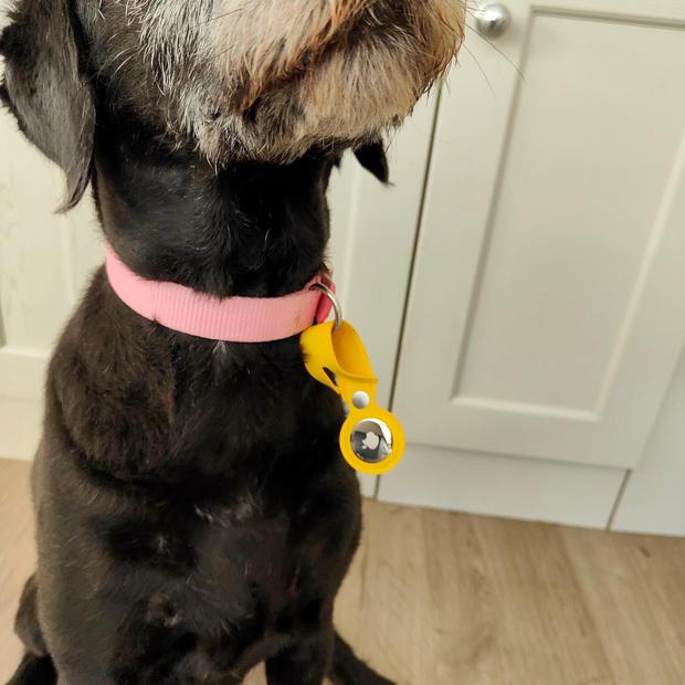 Apple: Đừng dùng AirTag để theo dõi thú cưng và trẻ nhỏ! - Ảnh 3. Apple: Đừng dùng AirTag để theo dõi thú cưng và trẻ nhỏ! - Ảnh 3.