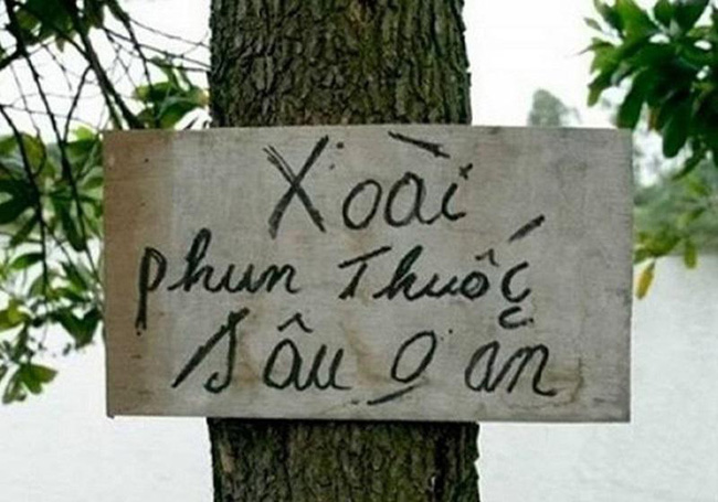 Đau đầu với cảnh xoài chưa chín đã bị thu hoạch hộ, gia chủ tung chiêu cuối chống lại nạn xoài tặc, thật là nể ai nghĩ ra cách này! - Ảnh 2.