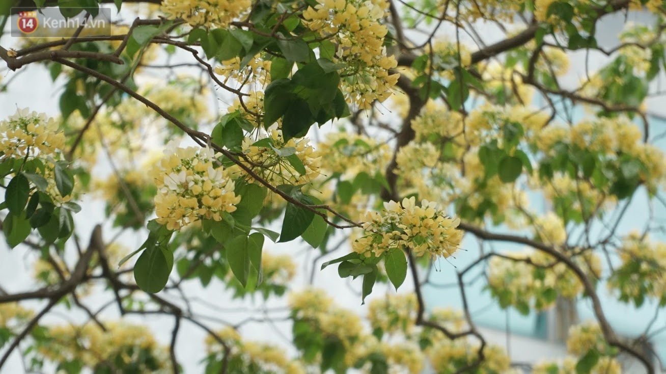 After their cold, people were able to admire the unique treasure of noodle flowers that exuded a blooming fragrance in the heart of Hanoi - Photo 3.