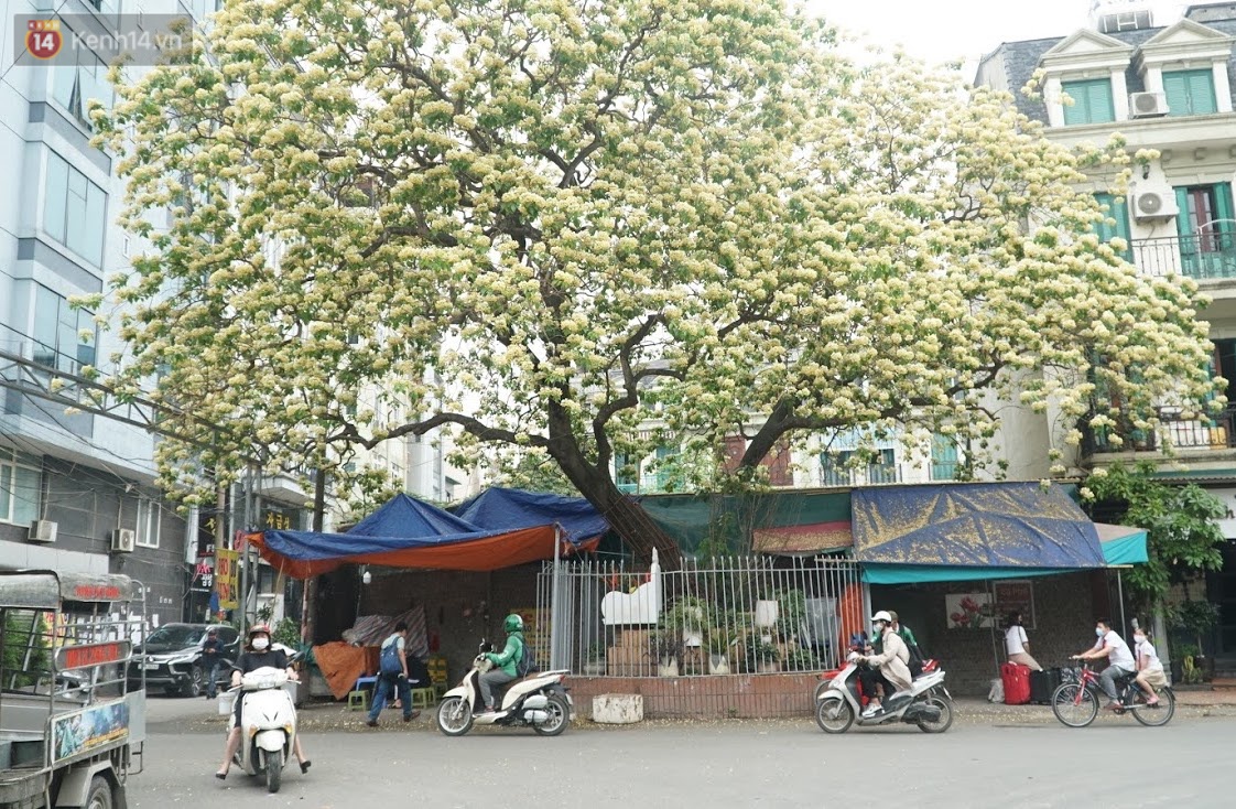 After his cold, people were able to admire the unique treasure of noodle flowers that exuded a blooming fragrance in the heart of Hanoi - Photo 1.