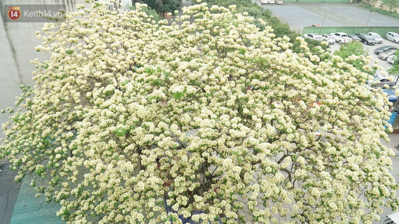 After his cold, people were able to admire the unique treasure of noodle flowers that exuded a blooming fragrance in the heart of Hanoi - Photo 2.