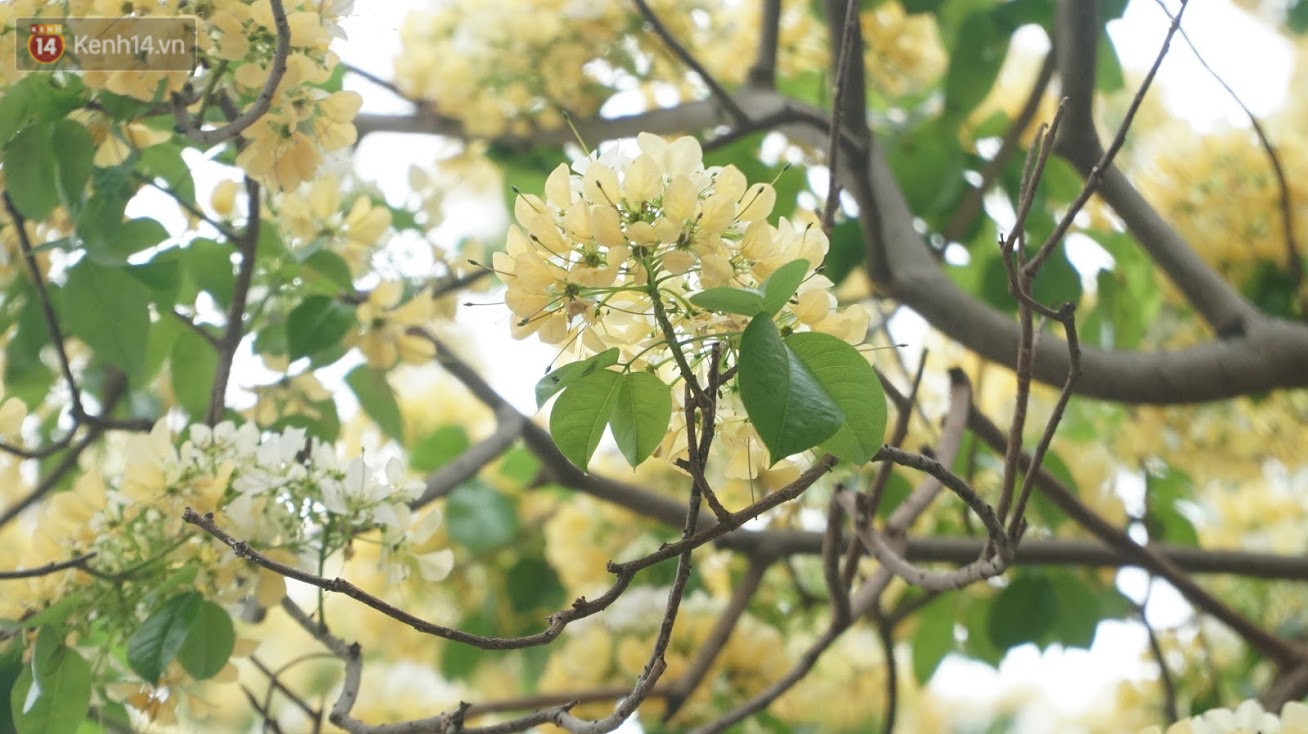 After his cold, people were able to admire the unique treasure of noodle flowers that exuded a blooming fragrance in the heart of Hanoi - Photo 4.