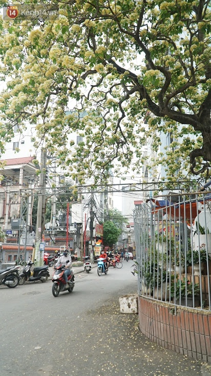 After his cold, people were able to admire the unique treasure of noodle flowers that exuded a blooming fragrance in the heart of Hanoi - Photo 6.